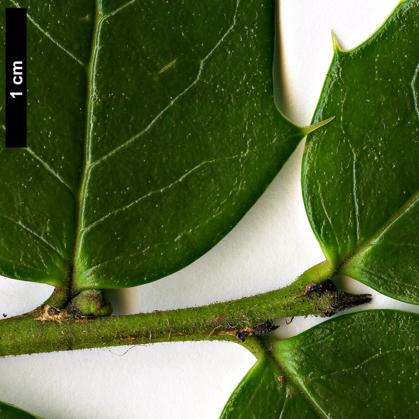 High resolution image: Family: Aquifoliaceae - Genus: Ilex - Taxon: bioritsensis